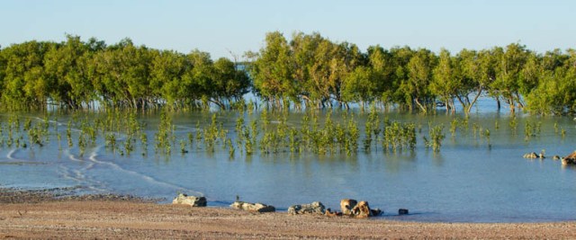 mangrove_3