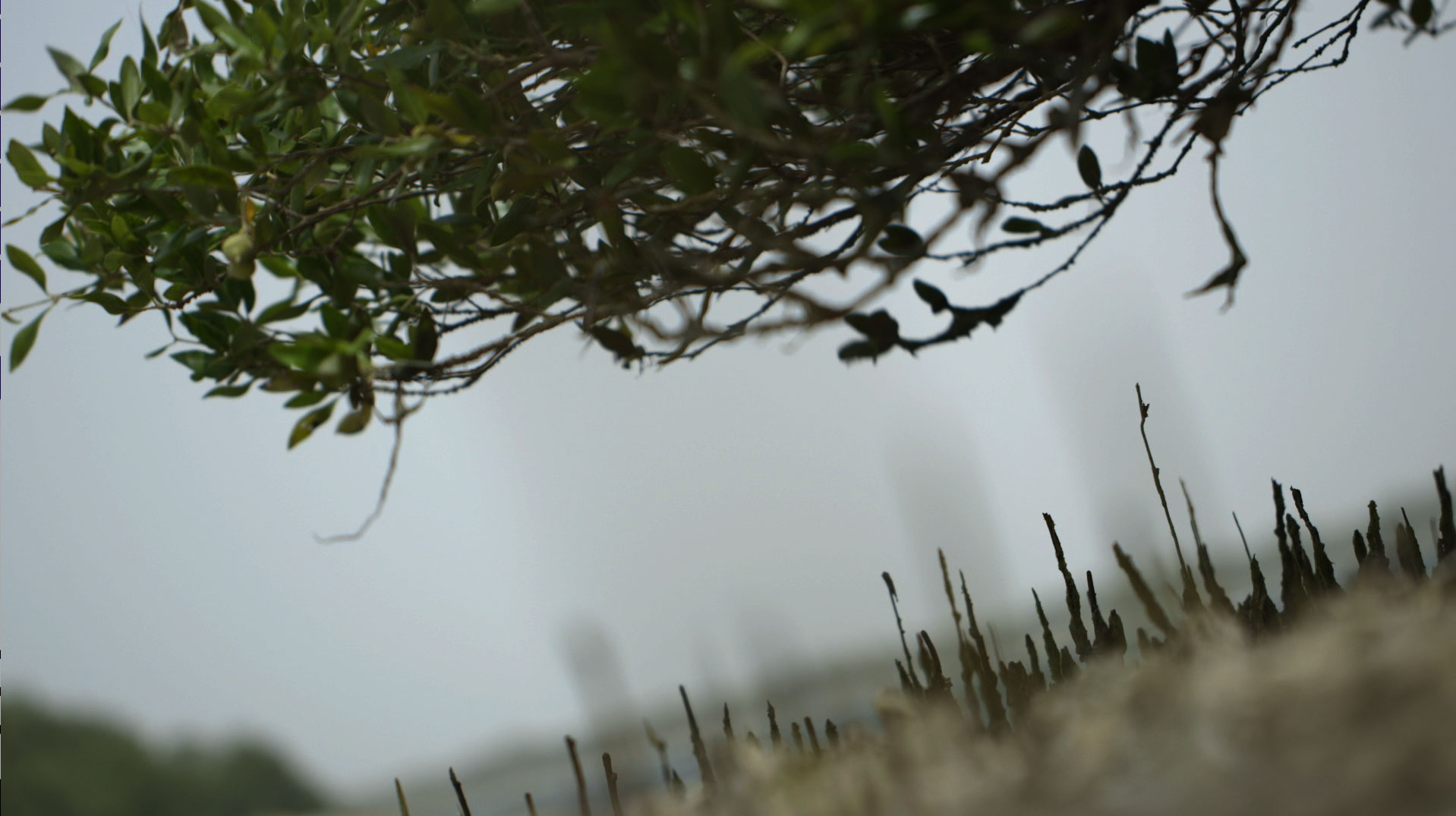 AlexisGambis_GuardianMangrove-04