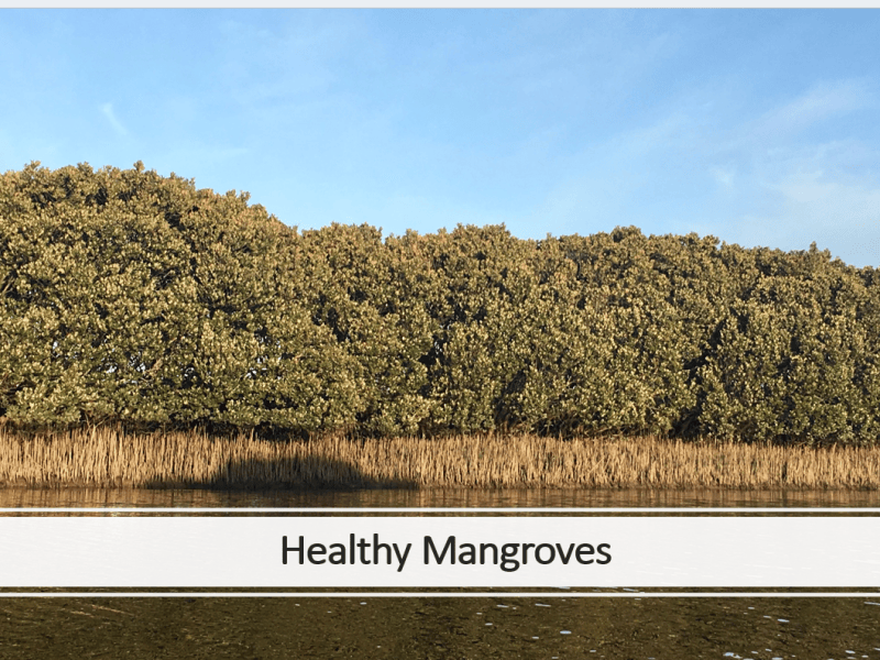 Bringing the Mangroves into the&nbsp;Conversation